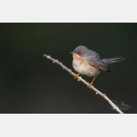 5472 x 3648 Px   _RM_190427_D2_3282.jpg