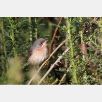 5472 x 3648 Px   _RM_190427_D2_3323.jpg