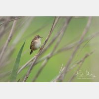 3193 x 2128_Px _RM_110323_MG_2172.jpg