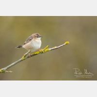 3324 x 2216_Px _RM_110323_MG_2712.jpg