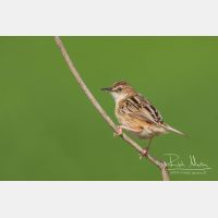 3504 x 2336_Px _RM_110329_MG_6594.jpg