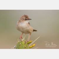 4282 x 2855_Px _RM_140309_MG_0110.jpg