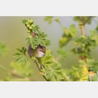 4369 x 2912_Px _RM_140307_MG_1586.jpg