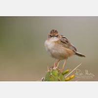 4566 x 3044_Px _RM_140309_MG_0103.jpg