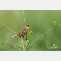 4579 x 3052_Px _RM_140307_MG_1899.jpg