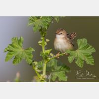 4604 x 3070_Px _RM_140307_MG_1620.jpg