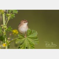 4643 x 3096_Px _RM_140307_MG_1609.jpg