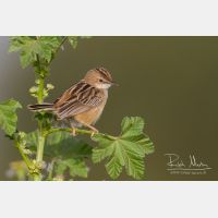 4669 x 3113_Px _RM_140307_MG_1640.jpg