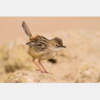 4678 x 3118_Px _RM_140309_MG_9979.jpg