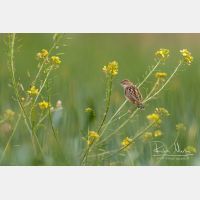 4682 x 3121_Px _RM_140309_MG_0026.jpg