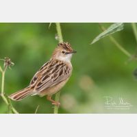 4707 x 3138_Px _RM_140309_MG_9968.jpg