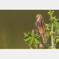 4763 x 3176_Px _RM_140307_MG_1708.jpg