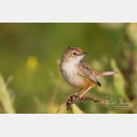 4823 x 3216_Px _RM_140307_MG_1743.jpg