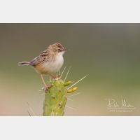 4849 x 3233_Px _RM_140309_MG_0080.jpg