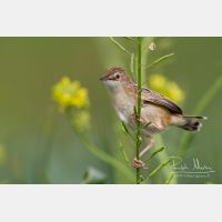 4875 x 3250_Px _RM_140309_MG_0007.jpg