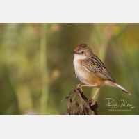 4899 x 3266_Px _RM_140307_MG_1676.jpg