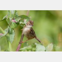 4927 x 3284_Px _RM_140309_MG_9978.jpg