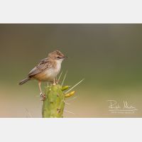 4974 x 3316_Px _RM_140309_MG_0069.jpg