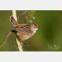 4990 x 3327_Px _RM_140307_MG_1717.jpg