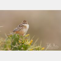 4991 x 3327_Px _RM_140309_MG_0086.jpg