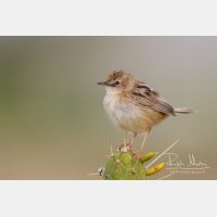 4994 x 3329_Px _RM_140309_MG_0099.jpg