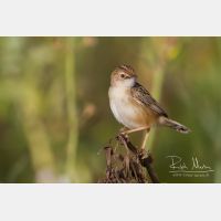 5184 x 3456_Px _RM_140307_MG_1666.jpg