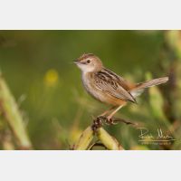 5184 x 3456_Px _RM_140307_MG_1732.jpg