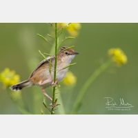 5184 x 3456_Px _RM_140309_MG_0017.jpg