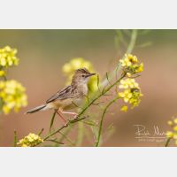 5184 x 3456_Px _RM_140309_MG_9930.jpg