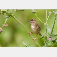 5184 x 3456_Px _RM_140309_MG_9950.jpg