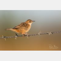 5472 x 3648 Px   _RM_180405__D2_9707.jpg