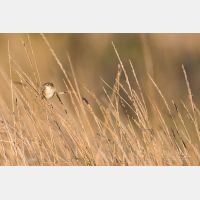 5472 x 3648 Px   _RM_180405__D2_9713.jpg