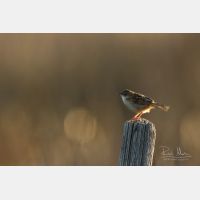 5472 x 3648 Px   _RM_180405__D2_9737.jpg