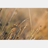 5472 x 3648 Px   _RM_180405__D2_9742.jpg