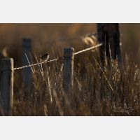 5472 x 3648 Px   _RM_180405__D2_9770.jpg