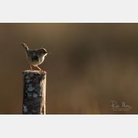 5472 x 3648 Px   _RM_180405__D2_9773.jpg