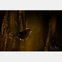 5472 x 3648 Px   _RM_180405__D2_9776.jpg