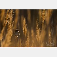 5472 x 3648 Px   _RM_180405__D2_9801.jpg