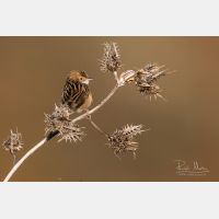 5472 x 3648 Px   _RM_190127_Q4A9089.jpg