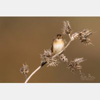 5472 x 3648 Px   _RM_190127_Q4A9111.jpg