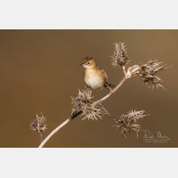 5472 x 3648 Px   _RM_190127_Q4A9112.jpg