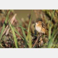 5472 x 3648 Px   _RM_190127_Q4A9121.jpg