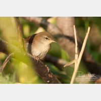 3132 x 2088_Px _RM_20110721_MG_7234.jpg