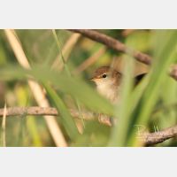 3168 x 2112_Px _RM_20110721_MG_7238.jpg