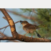 3352 x 2234_Px _RM_20110721_MG_7246.jpg