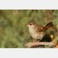 3403 x 2268_Px _RM_20110721_MG_7258.jpg