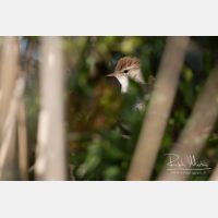 3574 x 2383_Px _RM_110327_MG_5488.jpg