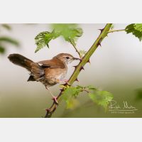 4481 x 2988_Px _RM_130424_MG_5110.jpg