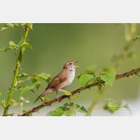 5184 x 3456_Px _RM_130424_MG_5055_b.jpg