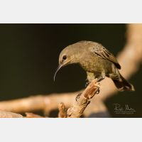 5184 x 3456 _Px_RM_141105_MG_0681.jpg